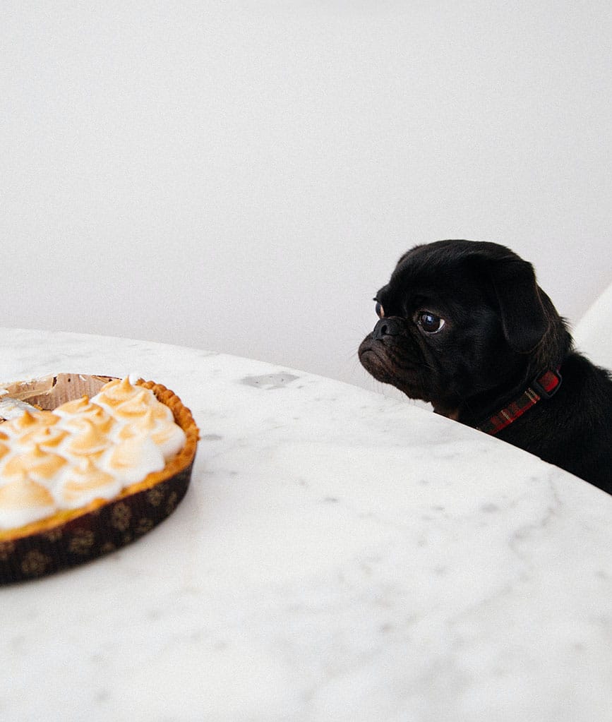 diètes restrictives effet de la restriction obsession envers les aliments photo d'un chien regardant une tarte avec frustration